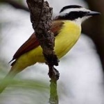 image of bird