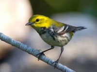 image of warbler