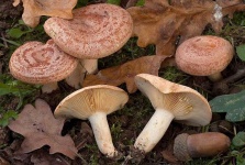 image of mushrooms