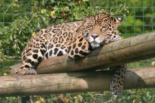 image of jaguar_car