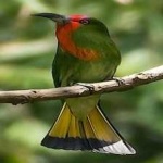 image of bird