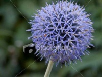 image of flower