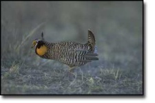 image of prairie_chicken