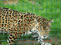 image of jaguar_car