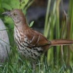 image of bird