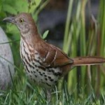 image of brown_thrasher #33