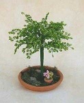 image of bonsai #22