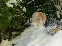 image of lakeland_terrier