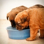 image of soft_coated_wheaten_terrier