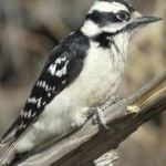 image of bird