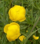 image of flower