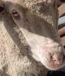image of animal