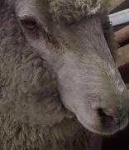 image of animal