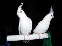 image of cockatiel