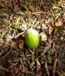 image of acorn