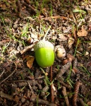 image of acorn #12