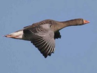 image of goose