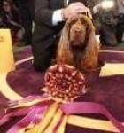 image of sussex_spaniel