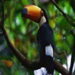 image of bird