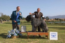 image of bouvier_des_flandres