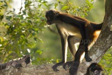 image of spider_monkey