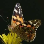 image of painted_butterfly #35