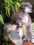 image of koala