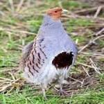 image of bird