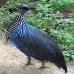 image of bird