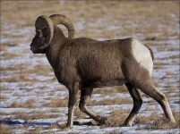 image of ram