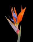 image of bird_of_paradise_flower #20