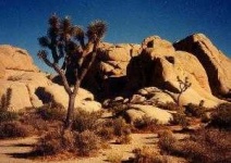 image of joshua_tree