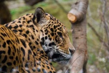 image of jaguar_car