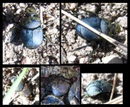 image of dung_beetle