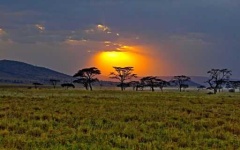image of savanna