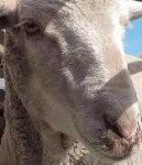 image of animal