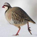 image of bird
