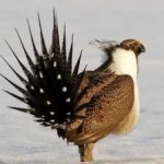 image of bird