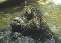 image of jaguar_car