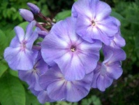 image of flower