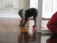 image of bedlington_terrier