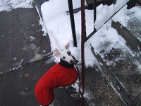 image of italian_greyhound