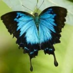 image of animal
