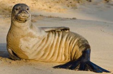 image of animal