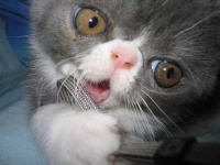 image of persian_cat