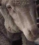 image of animal