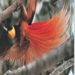image of bird