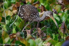 image of limpkin