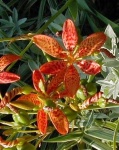image of flower