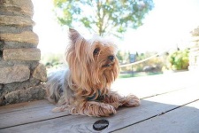 image of yorkshire_terrier #33